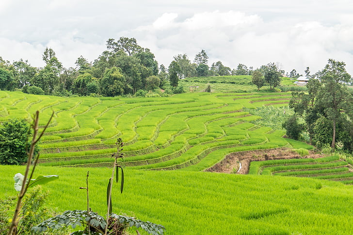 ris feltet, ris terrasse, Thailand, Chiang mai, ris, landskapet, landbruk