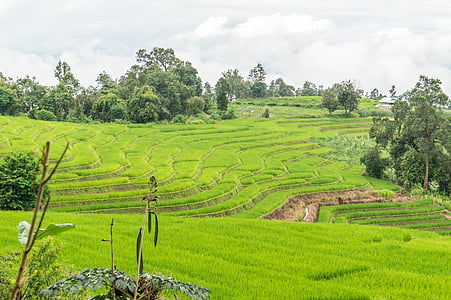 rismark, ris terrasse, Thailand, Chiangmai, ris, landskab, landbrug