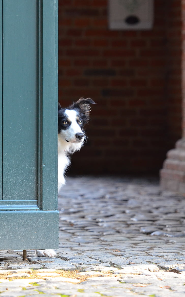 border collie, porta, cão de pastor inglês, cão, animais de estimação, animal, canino
