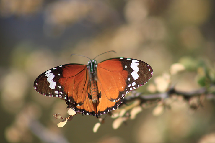 butterfly, nature, insect, butterfly - Insect, animal, animal Wing, beauty In Nature