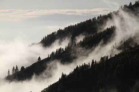 brouillard, Forest, brume, mystérieuse, végétation, nature, arbre