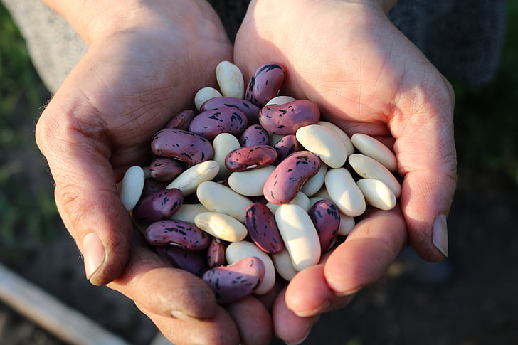 runner beans, food, people, daytime, many, bean, legume