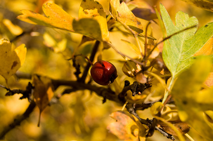 Beere, rot, Herbst, Natur, Beeren rot, Wald, Obst