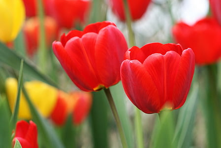 natuur, plant, bloem, Tuin, bloemen, Tulip, rood