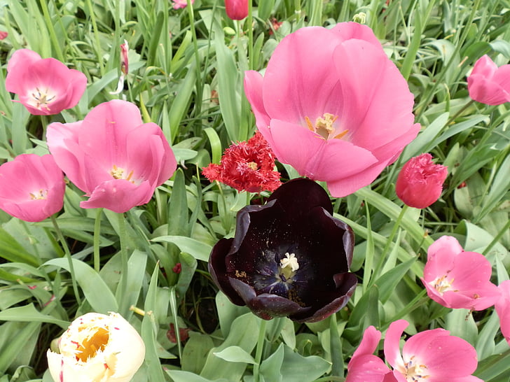 tulipány, květiny, černá