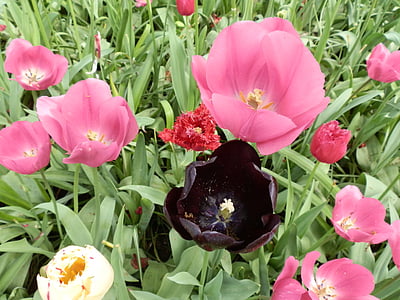 Tulpen, bloemen, zwart