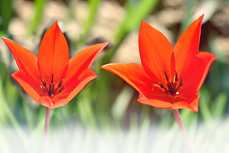 tulipanes, tulipanes estrella, rojo, flor, floración, flores, jardín