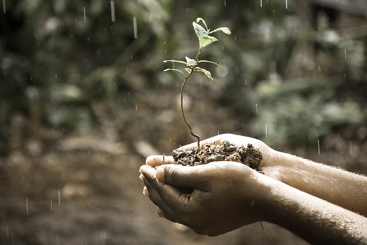 hands, macro, nature, outdoors, plant, rain, soil