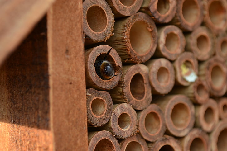mason bee, bee, osmia, insect house, bamboo, housekeeping, cleaning chamber
