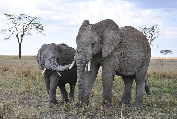 Африка, Танзания, Национален парк, сафари, Серенгети, слон, Хобот