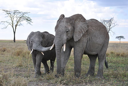 아프리카, 탄자니아, 국립 공원, 사파리, 세 렝 게티, 코끼리, 코
