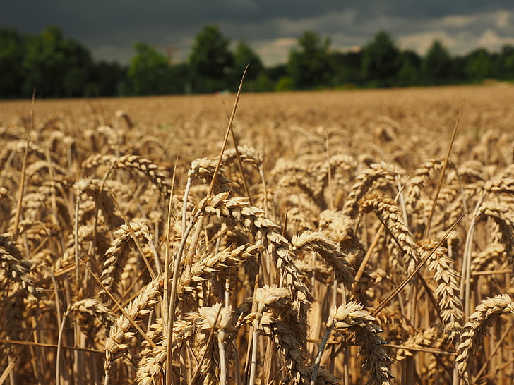 pšenice, špička, obiloviny, zrno, pole, pšeničné pole, kukuřičné pole