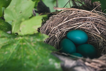 gnijezdo, jaja, para na paru, priroda, ptice, Robin, proljeće