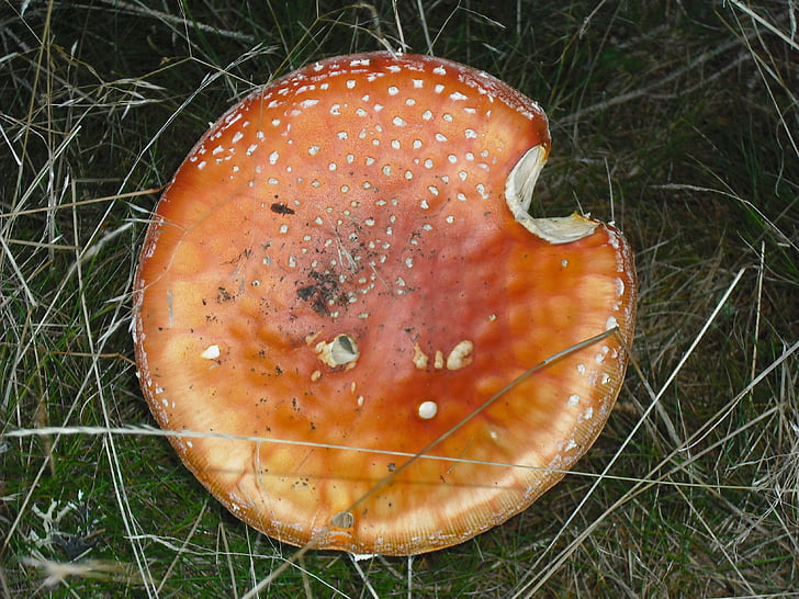 Amanita muscaria, Retro sienet, sieni, myrkyllinen sieni, sieni amanita, punainen, sieni
