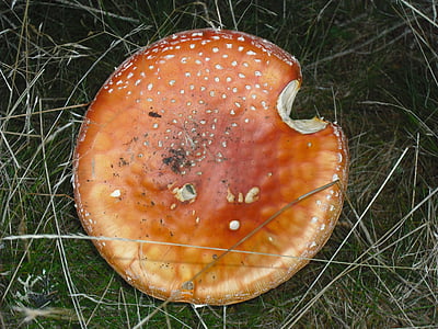 Amanita muscaria, Retro-Pilze, Pilz, Giftpilz, Pilz amanita, rot, Pilz