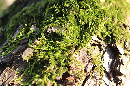 Moss, hout, groen, natuur, achtergrond van de natuur, boom