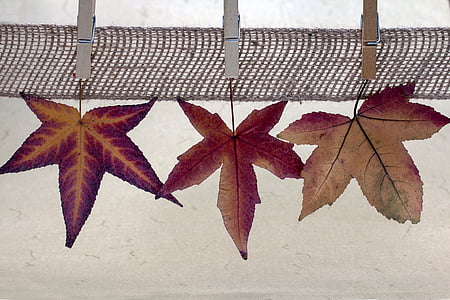 daun, clothespins, daun musim gugur, Amber pohon