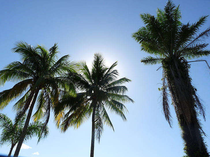 coconut trees, pier, itaguá, ubatuba, são paulo, brazil, litoral