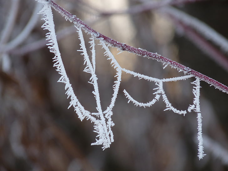 sương muối, Frost, lạnh, cobweb, eiskristalle, đông lạnh, mùa đông