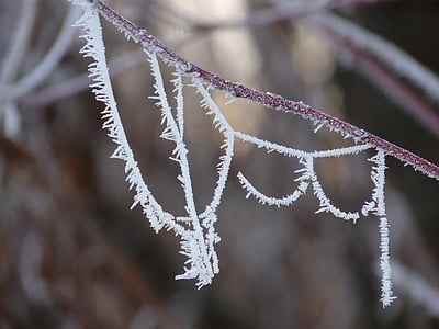 Raureif, Frost, Kälte, Spinnennetz, Eiskristalle, gefroren, Winter