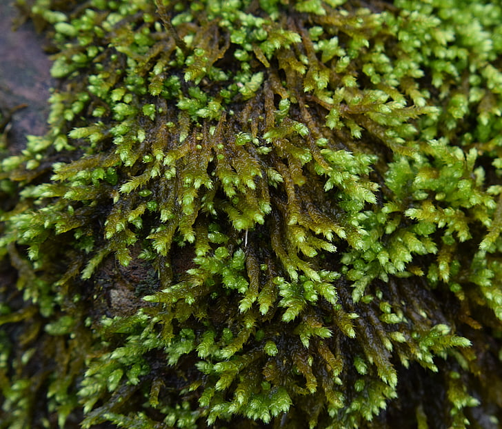 rain-wet moss on rock, moss, plant, nature, rain, outdoor, flora