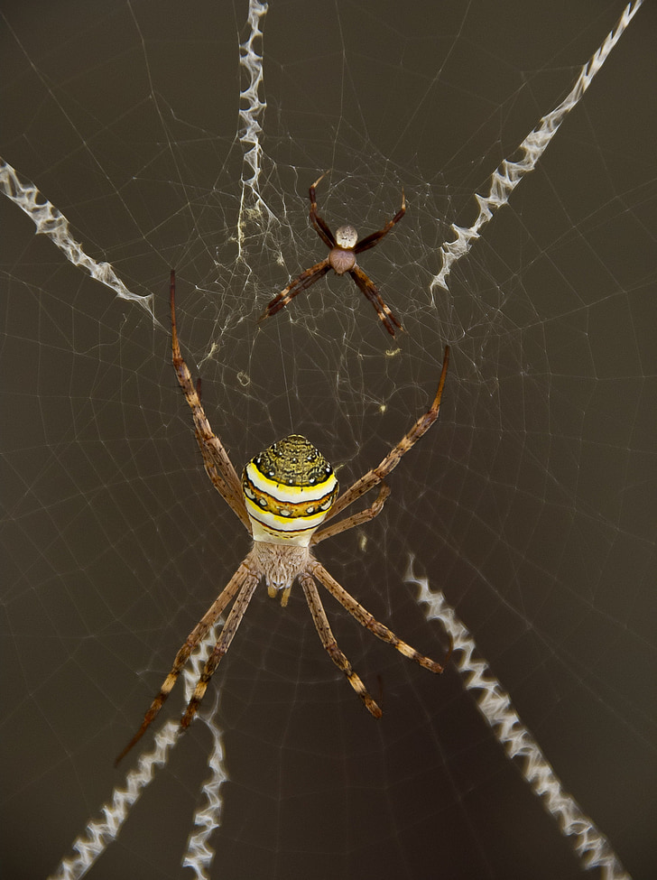 păianjen, St andrews cruce spider, Web, cruce, galben, dungi, sălbatice