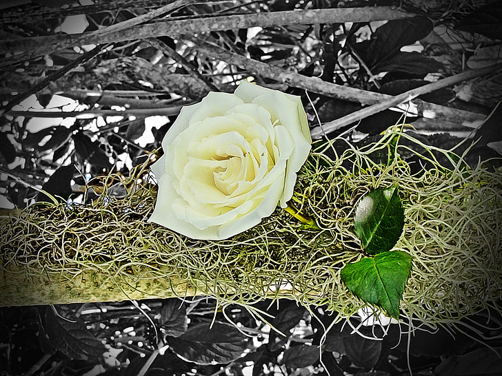 Rosa, kwiat, Natura, Vintage, kolor biały
