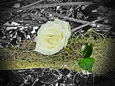 Ρόζα, λουλούδι, φύση, παλιάς χρονολογίας, λευκό χρώμα