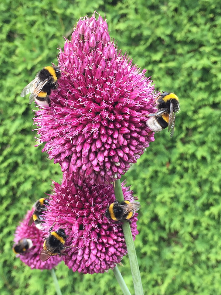 mesilased, roheline, õis, Bloom, putukate, lilla, Hummel