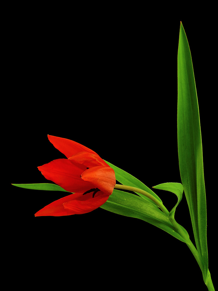 flor, planta, naturaleza, Tulip, flor, floración, primavera