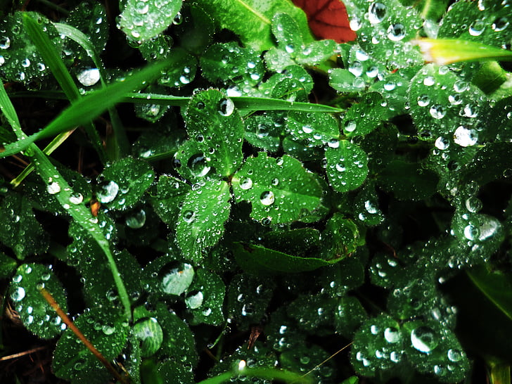 clover, macro, water-drop, nature, wet, dew, raindrop