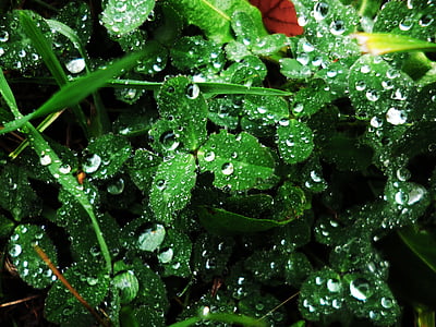 clover, macro, water-drop, nature, wet, dew, raindrop