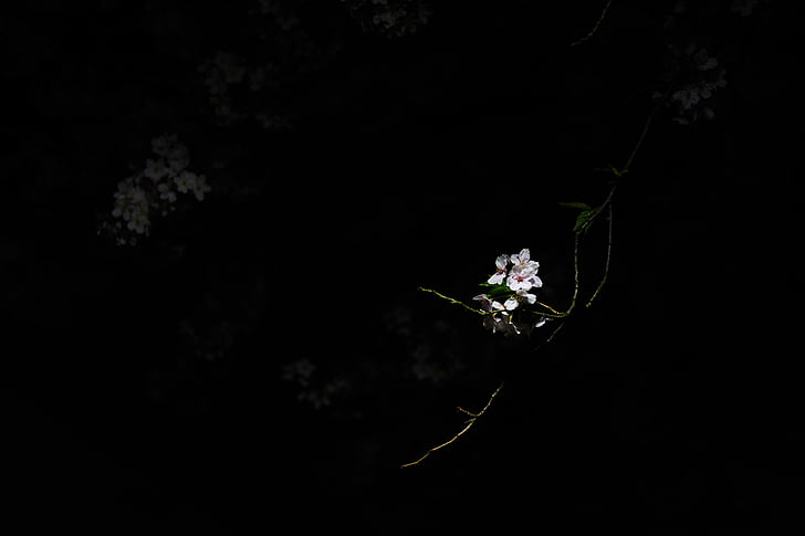 blomst, mørk, kirsebær, natt, svart bakgrunn, Ingen mennesker, sårbarheten
