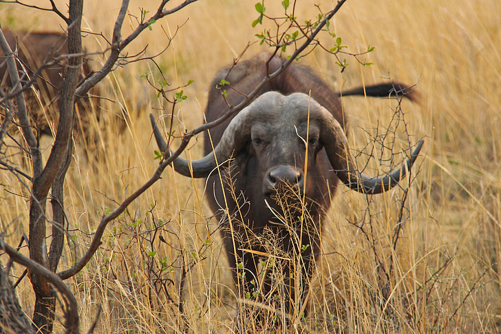 Buffalo, ekscytujące, przygoda, Safari, sceniczny, piękne, ciekawe