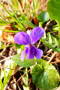 Violet, paars, voorjaar bloem, Park, lente, zomer, natuur