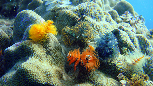 Kerstboom wormen, Close-up, Thailand, zee, Marine, onderwater, dier