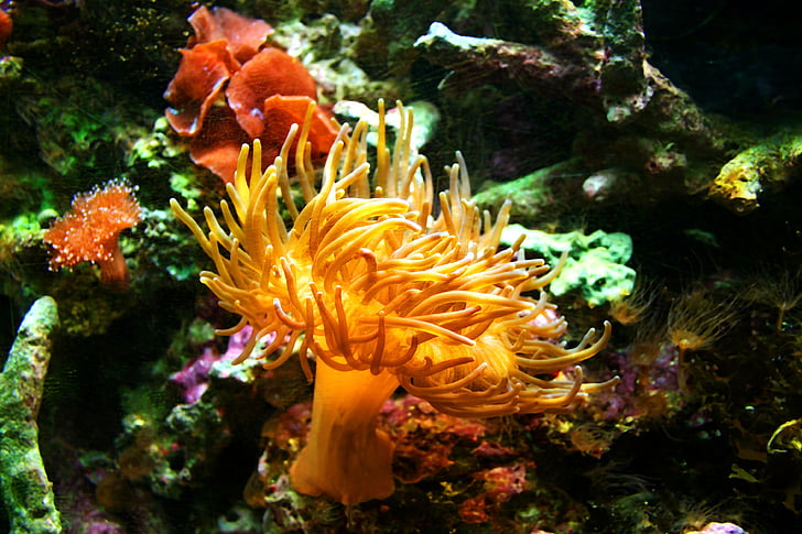 морски anemone, аквариум, медузи, ограда, подводни, желе, море