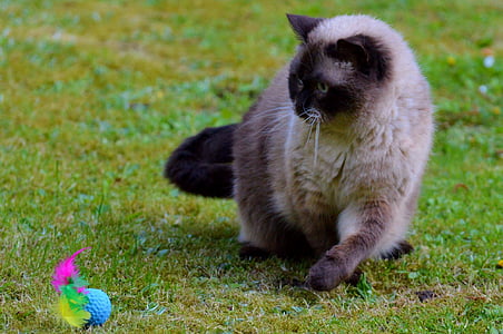 cat, british shorthair, play, mieze, thoroughbred, dear, fur