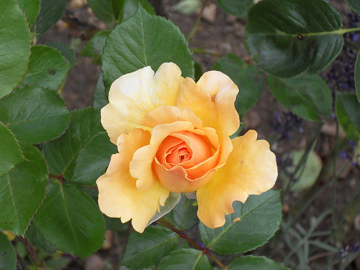 Rosa, flor, jardí