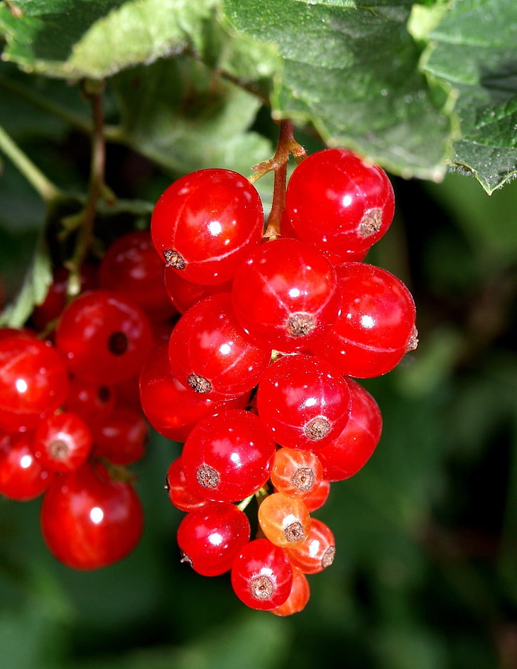 currants, red, soft fruit