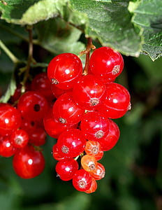 raisins de Corinthe, rouge, fruits rouges