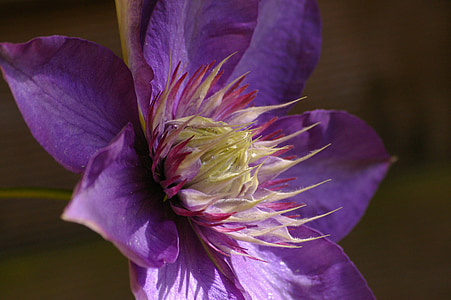 Ломонос, альпинист, Блоссом, Блум, фиолетовый, цветок, Фиолетовый цветок