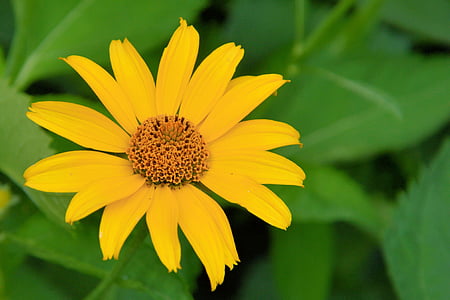 Sun flower, květ, Bloom, žlutá, žluté květy, květ, závod
