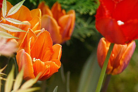 tulipanes, flores, rojo, naranja, el florecimiento de, floración, cálices de las flores