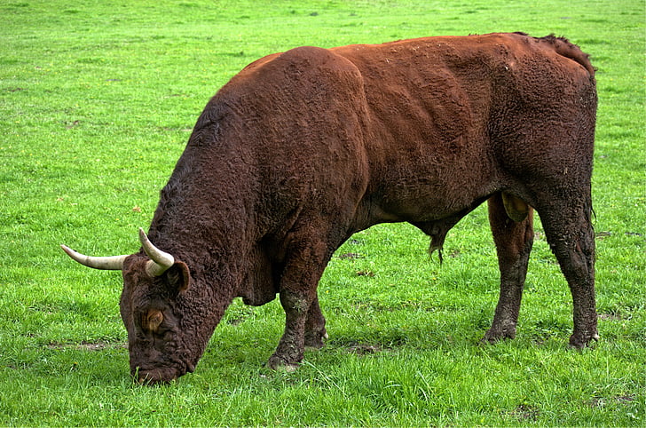 Bull, Wołowina, zwierzęta gospodarskie, rogi, Rolnictwo, trawa, jeść