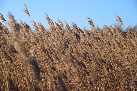 Reed, światło, trawa, Natura, krajobraz, Złoty, piękne