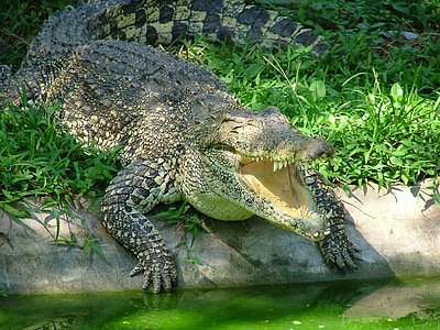 Крокодил, Животные, Рептилия, Хищник, Природа, молодой крокодил, Фауна