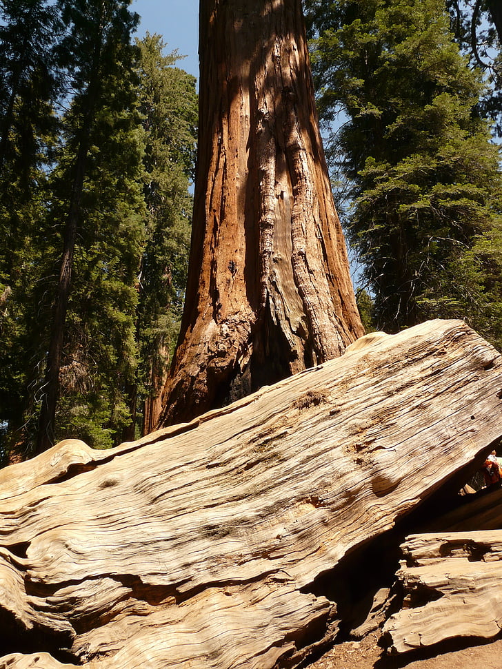 tree, sequoia, wood, bark, huge, tribe