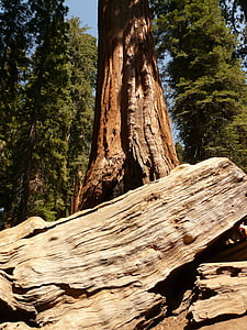 strom, Sequoia, dřevo, kůra, obrovské, kmen