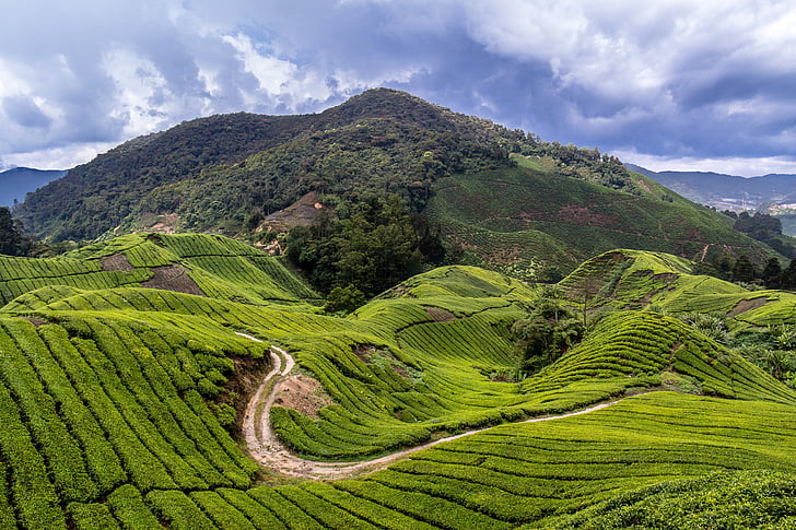 Malaysia, teplantage, resor, Cameron highlands, te fält, grön, landskap